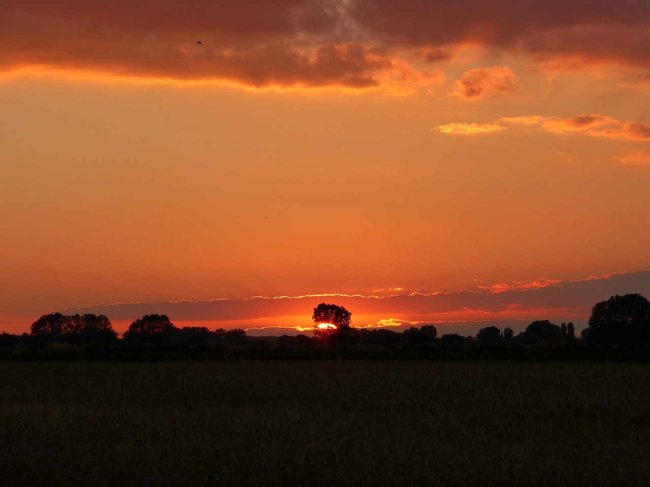 sunset red trees free photo