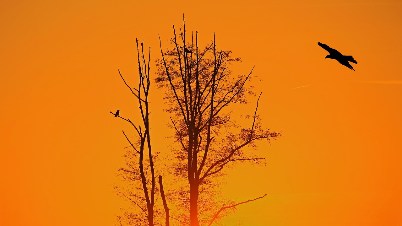 sunset tree birds free photo