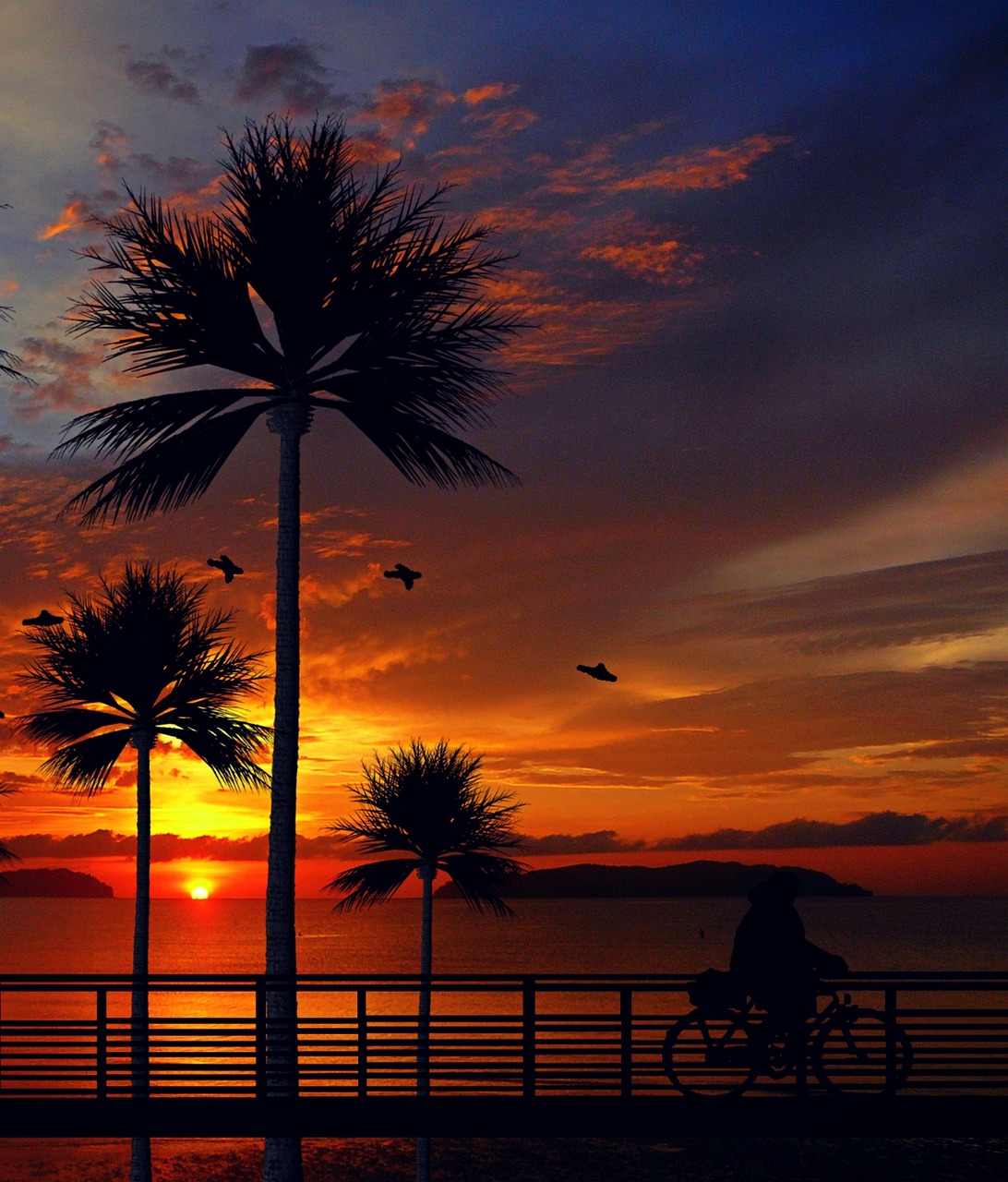 sunset palm trees beach free photo