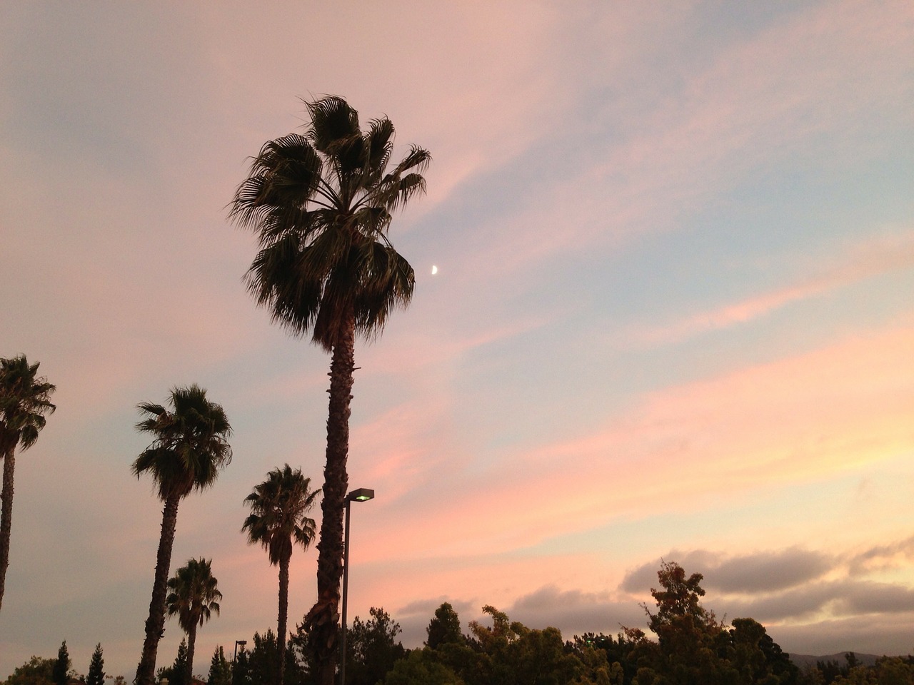 sunset palm trees tropical free photo