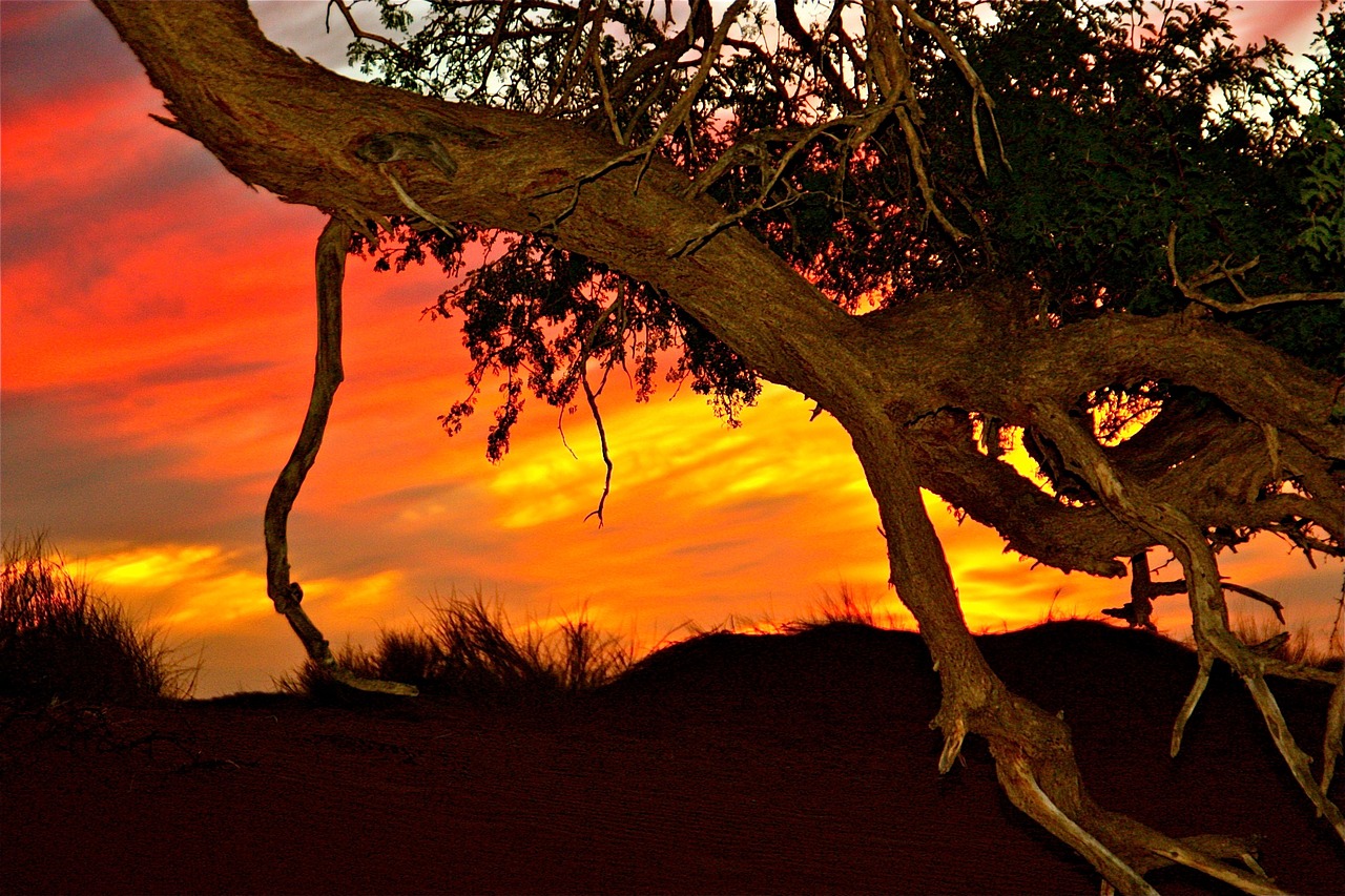 sunset branch nature free photo