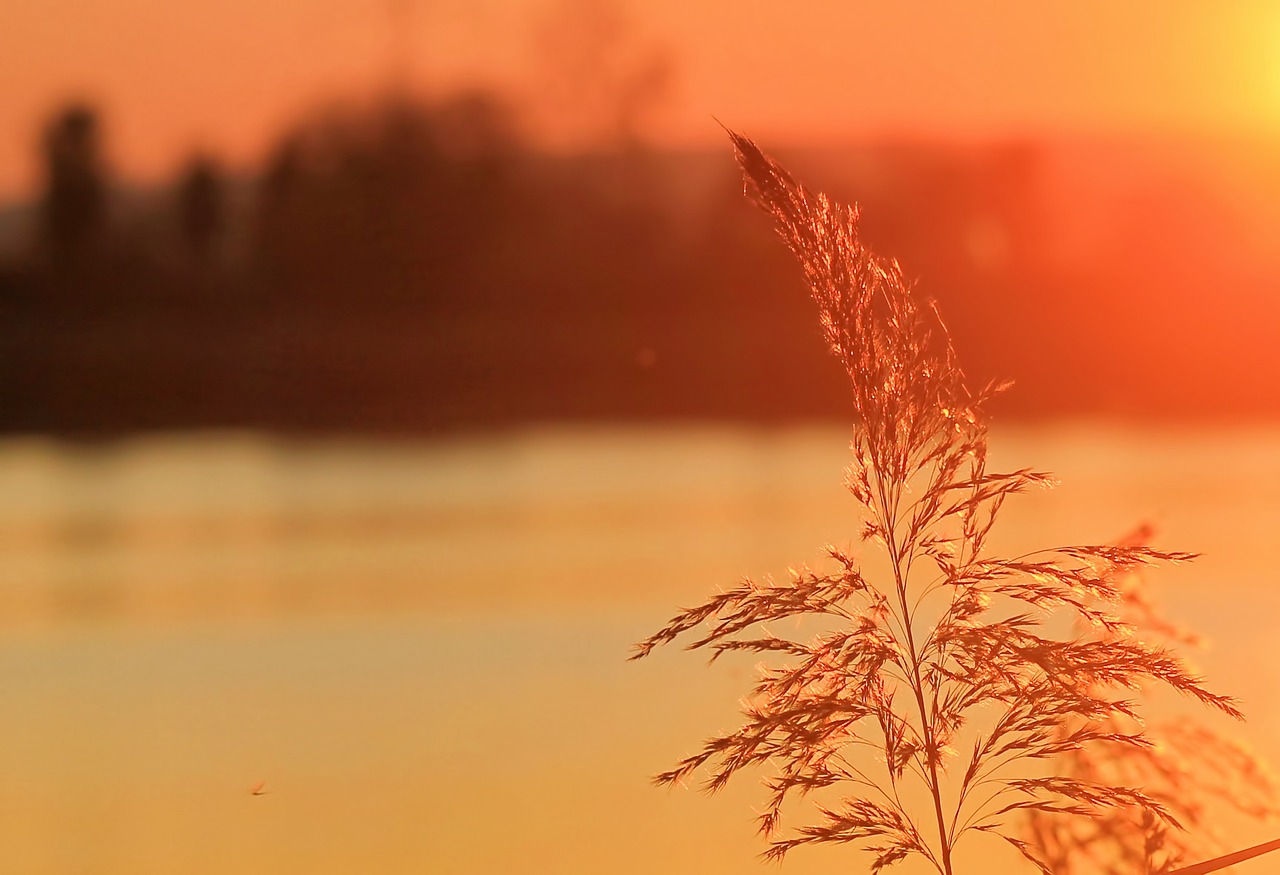 sunset abendrot bullrushes lake free photo