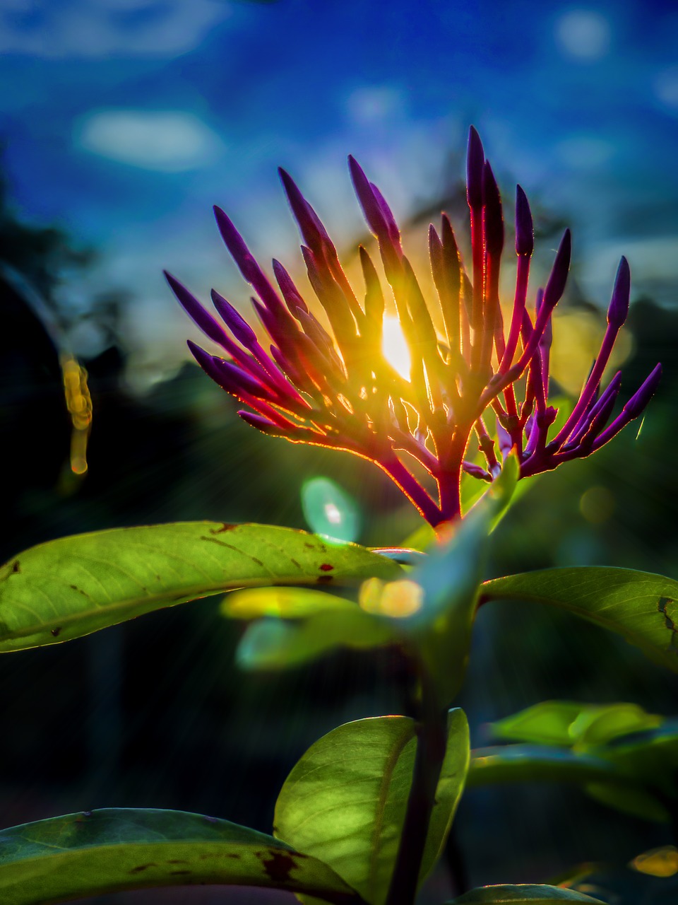 sunset sun ray flowers free photo