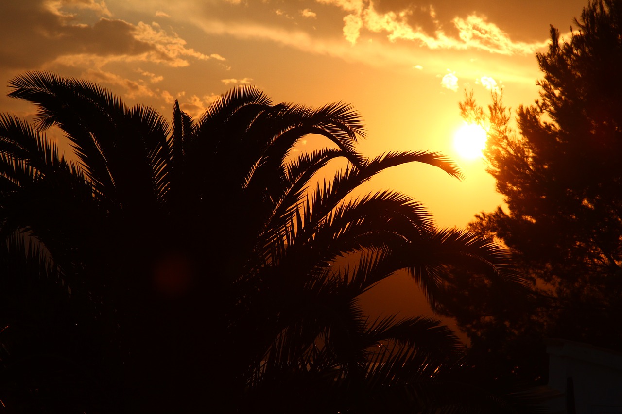 sunset palm holiday free photo