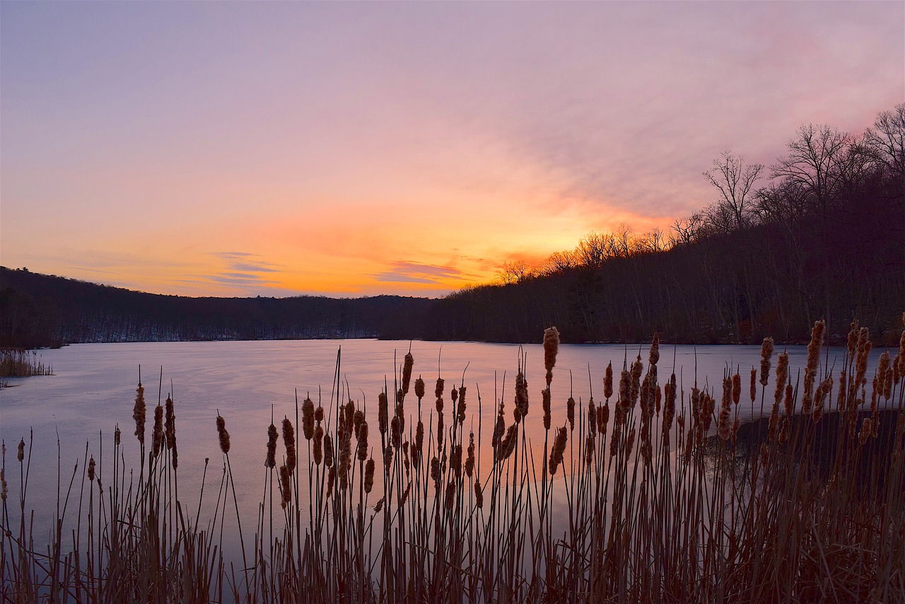 sunset lake reeds free photo