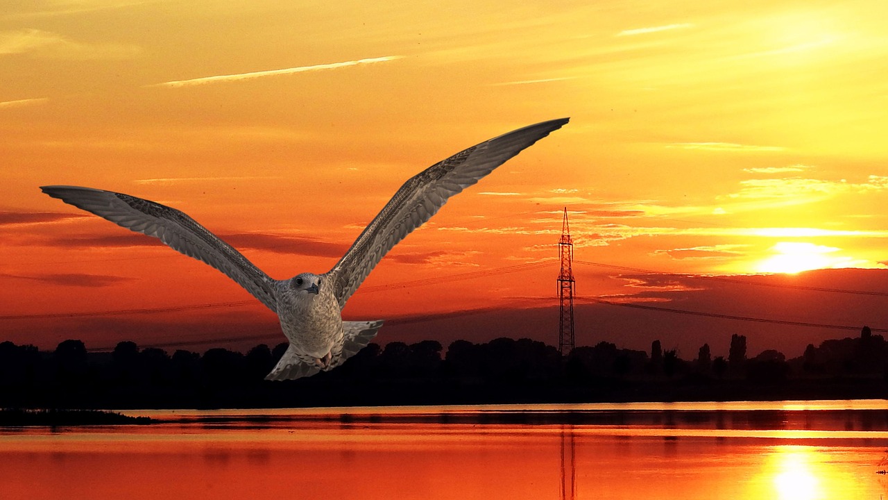 sunset bird gull free photo