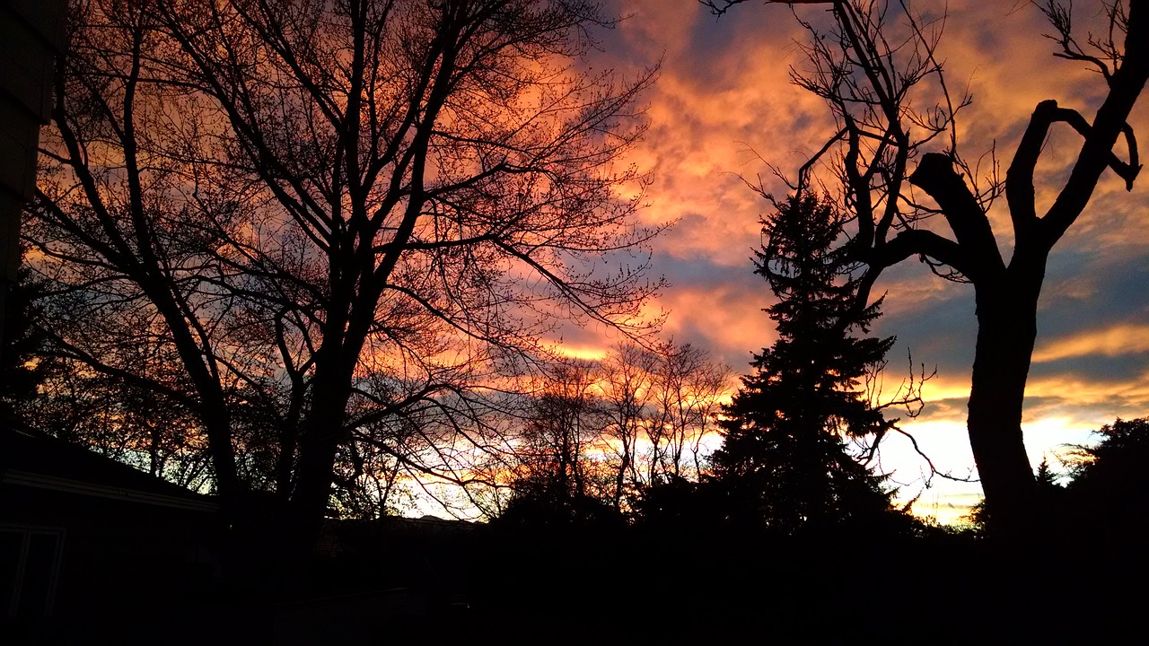 sunset trees sky free photo