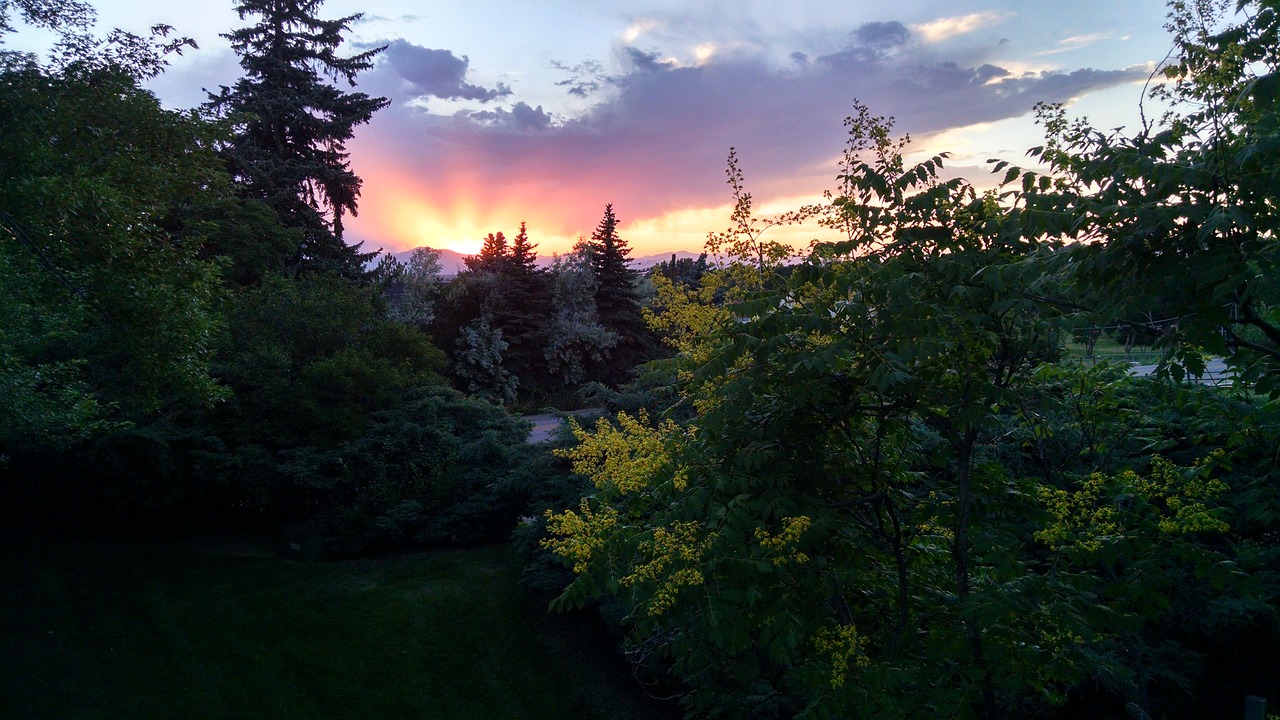 sunset trees silhouette free photo