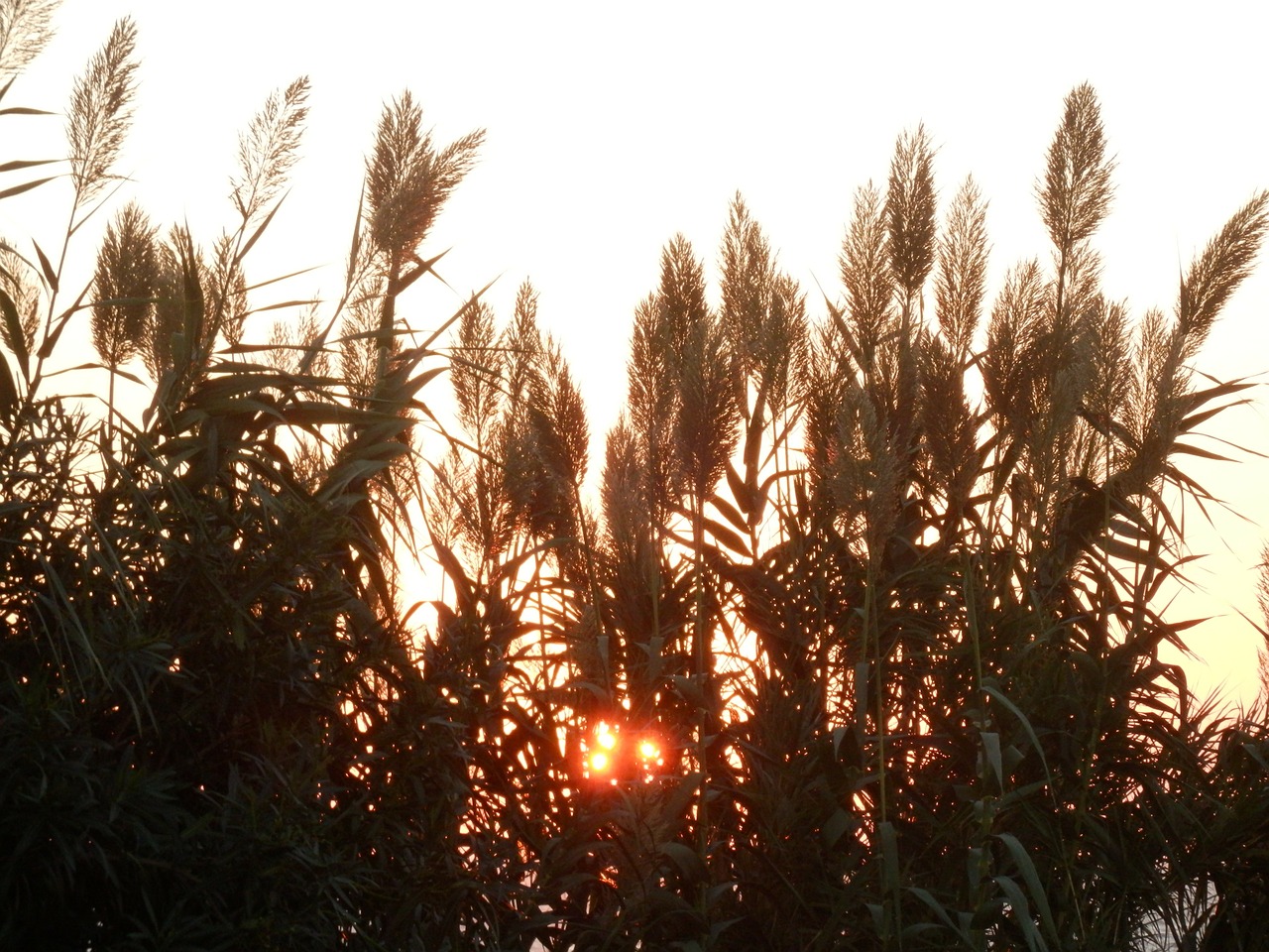 sunset evening sky nature free photo