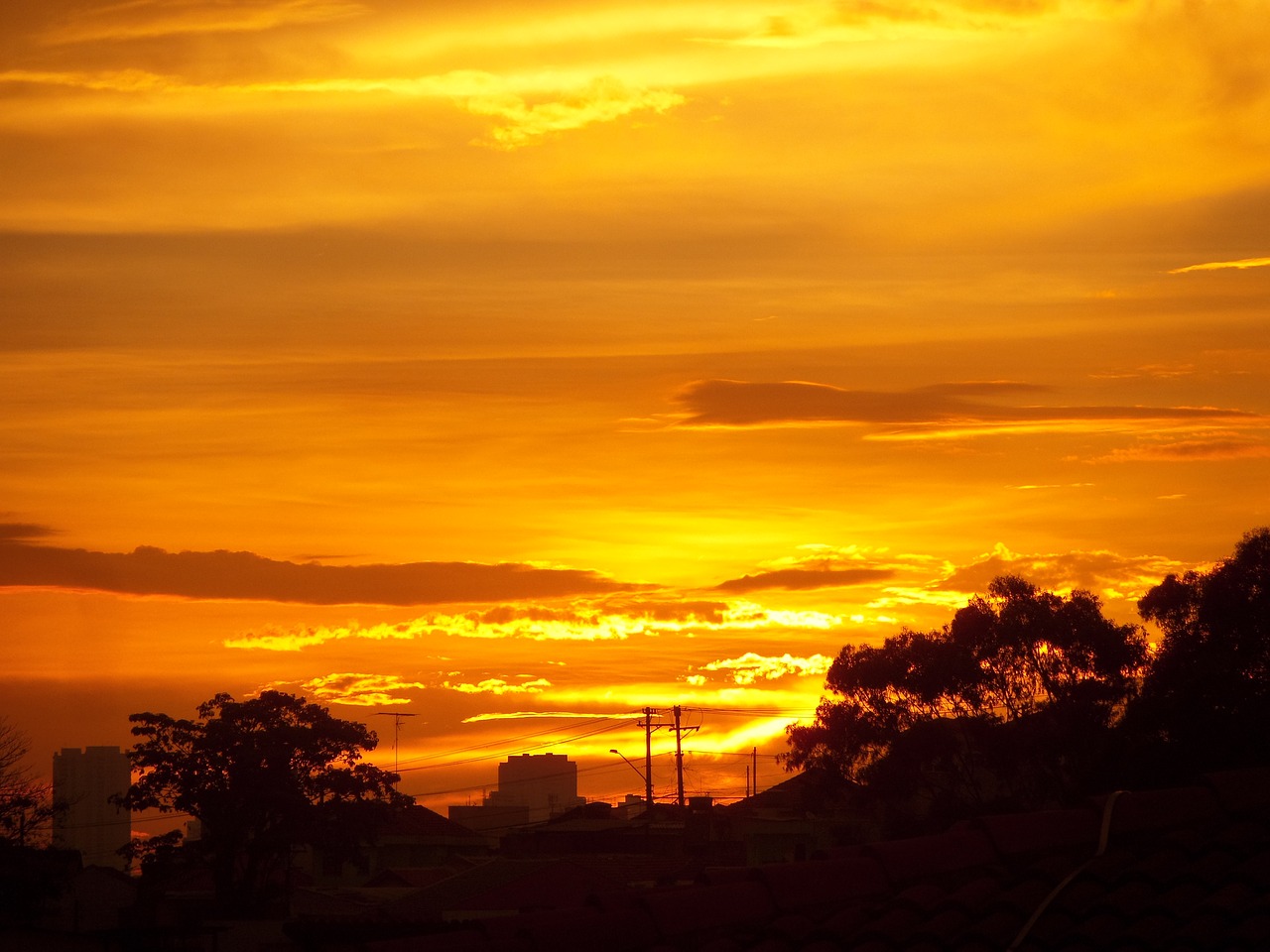 sunset trees sky free photo