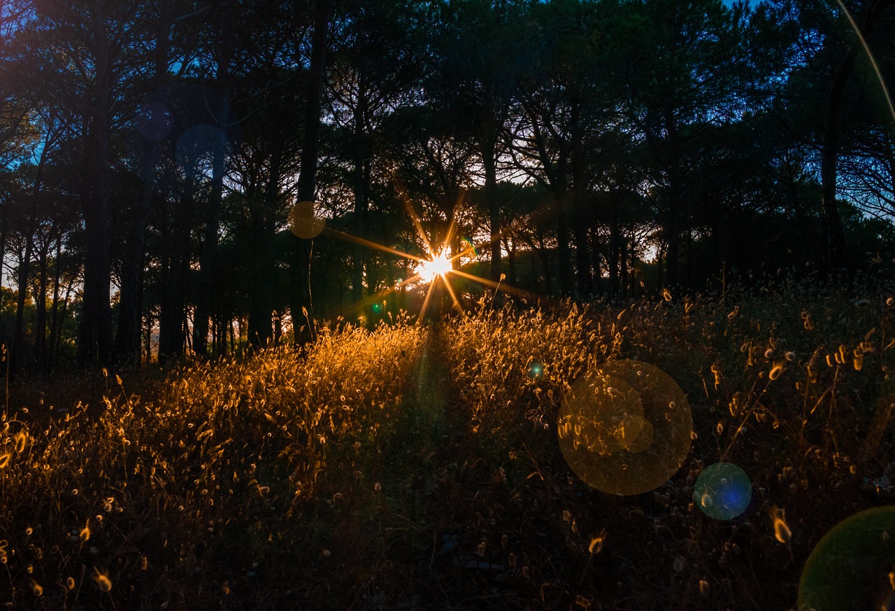 sunset back light forest free photo