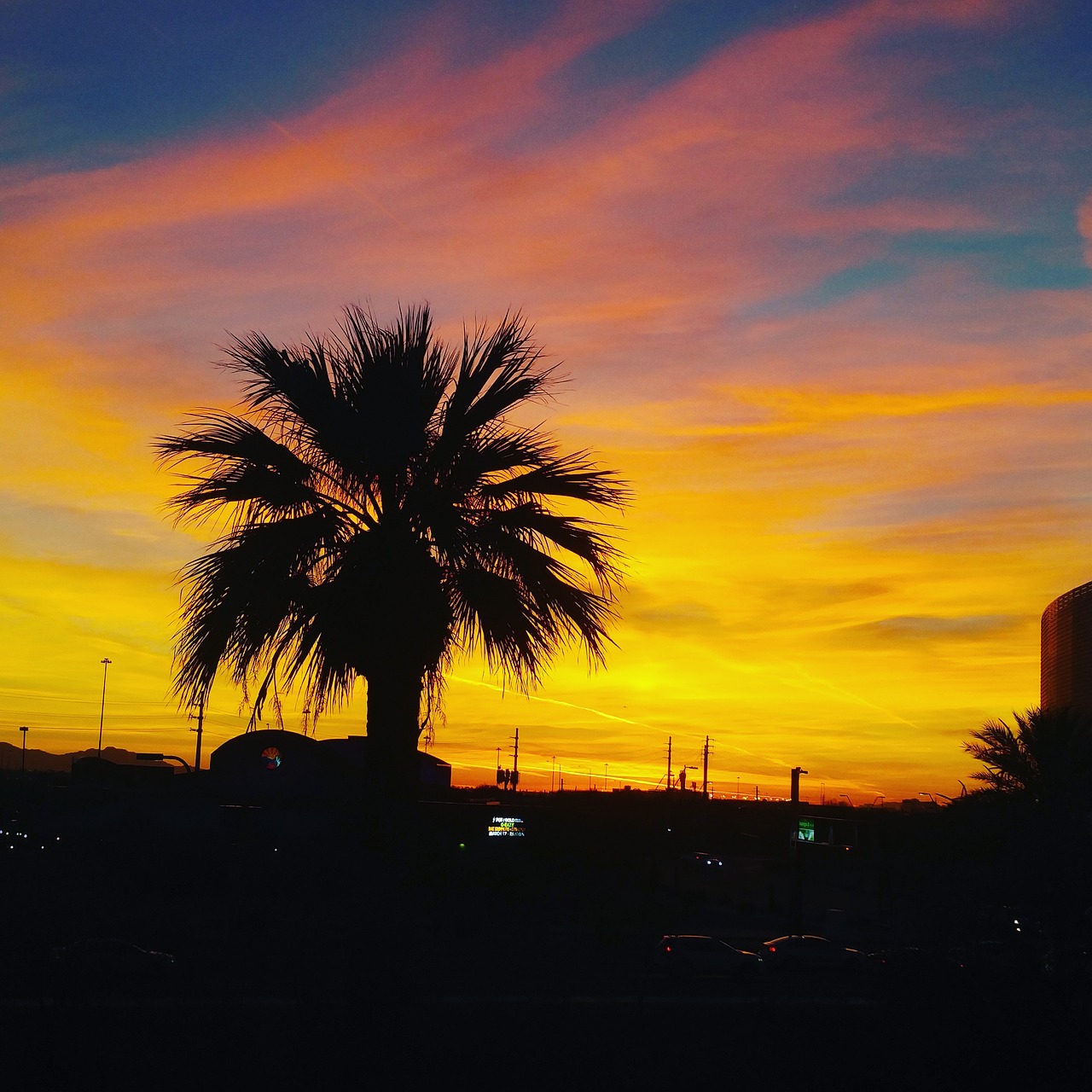 sunset arizona palmtree free photo