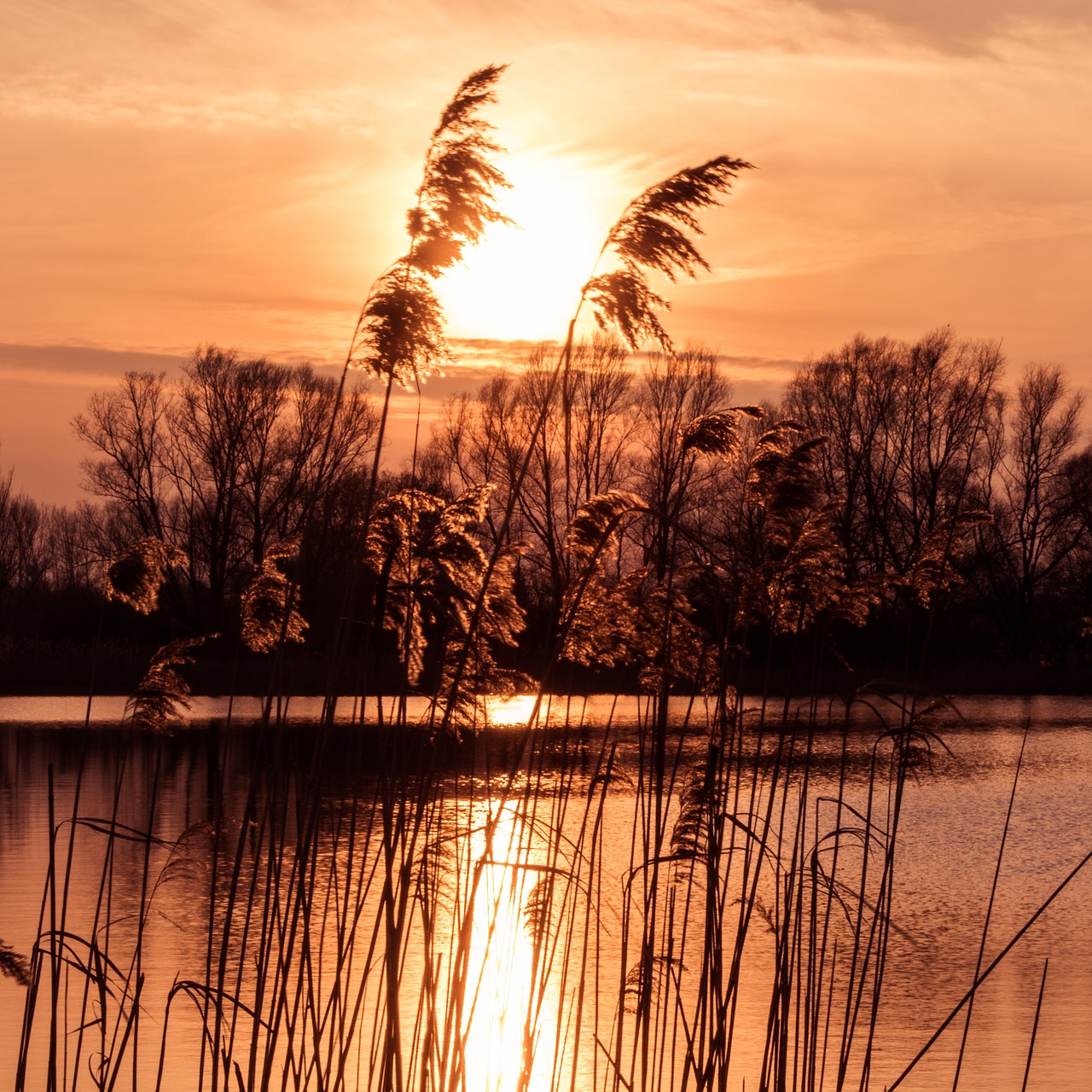 sunset romantic grasses free photo