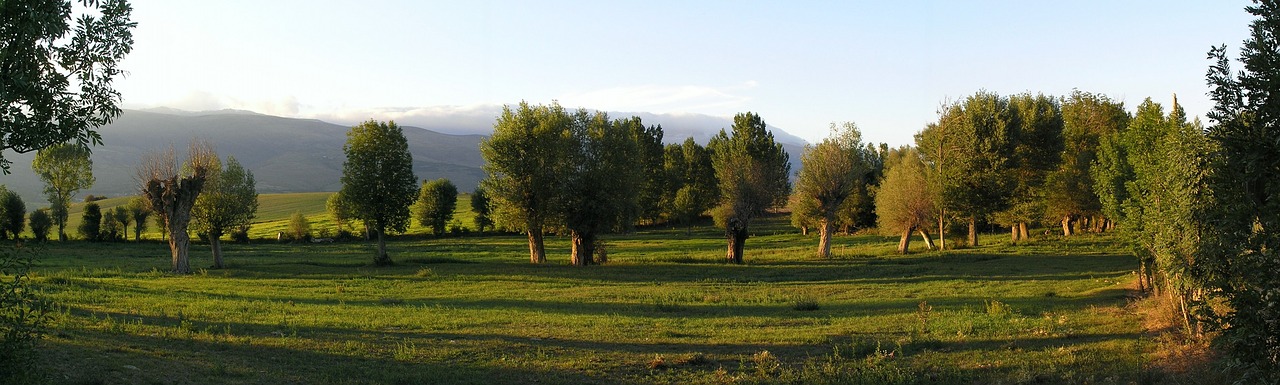 sunset forest nature free photo