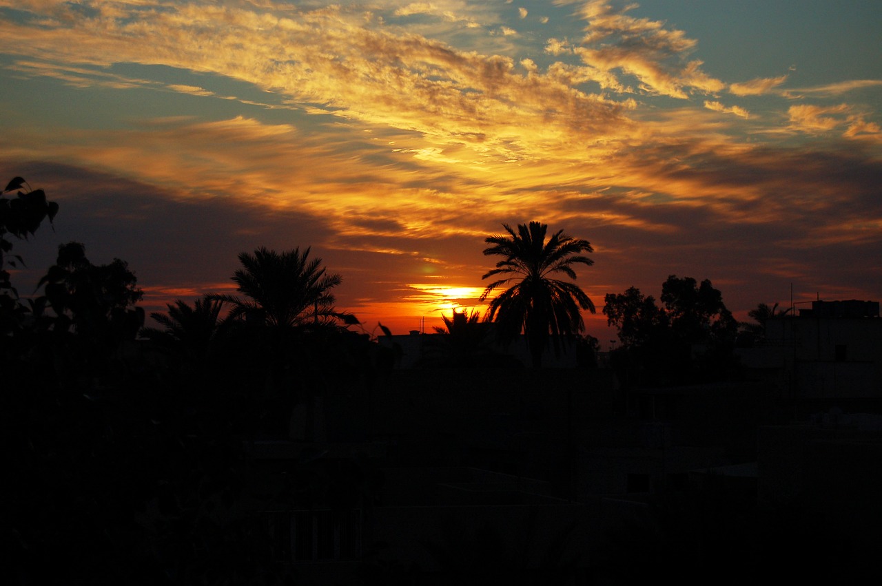 sunset palm trees skyline free photo