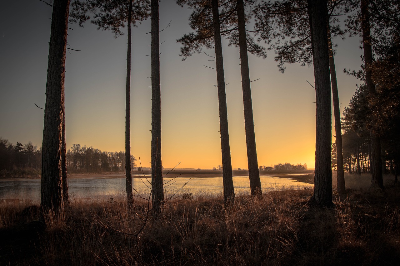 sunset trees forest free photo