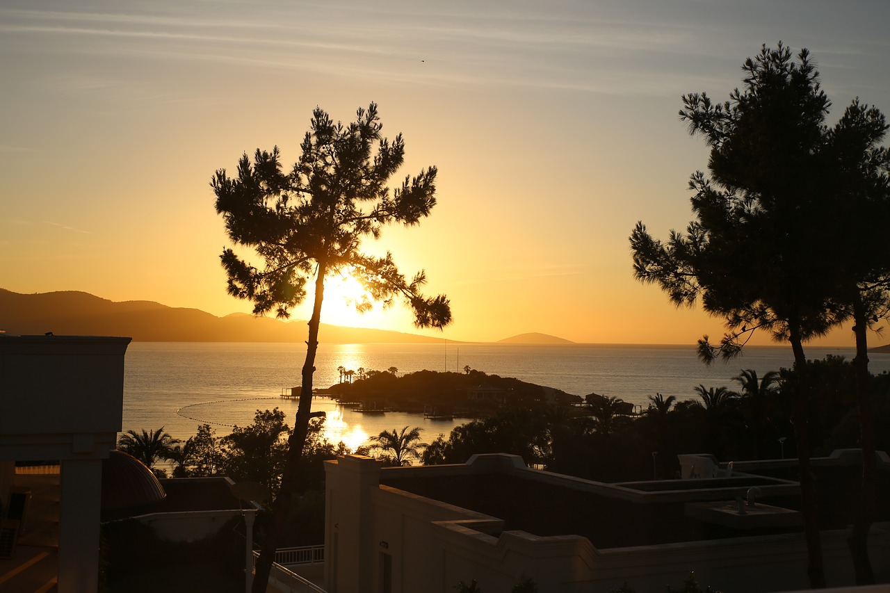 sunset palm trees trees free photo