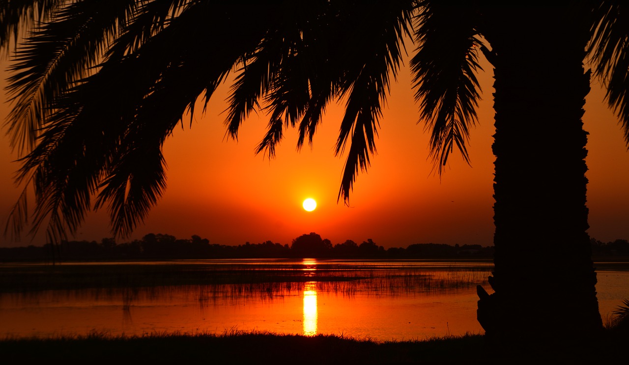sunset palm tree laguna free photo