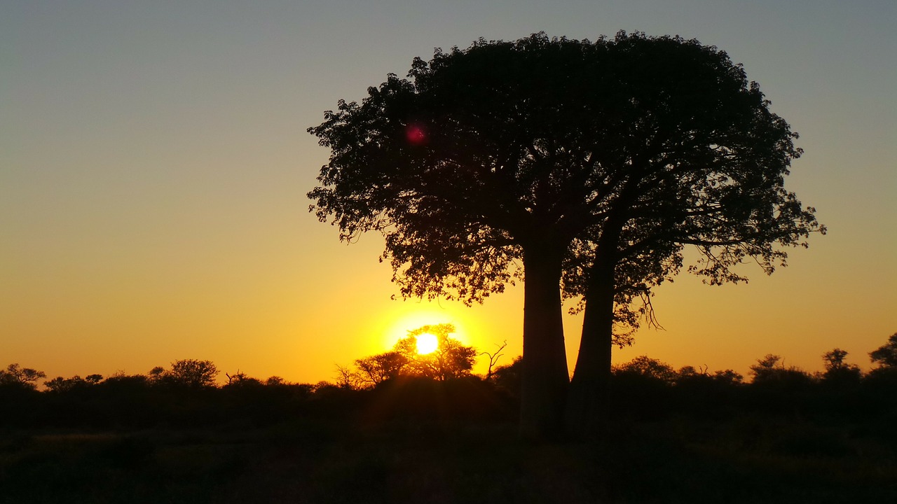 sunset africa tree free photo