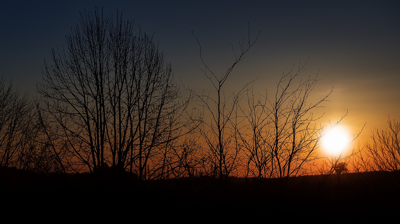 sunset silhouette trees free photo