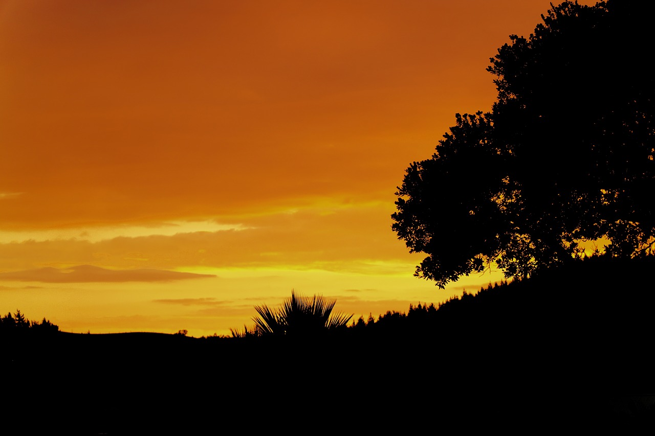 sunset night trees free photo