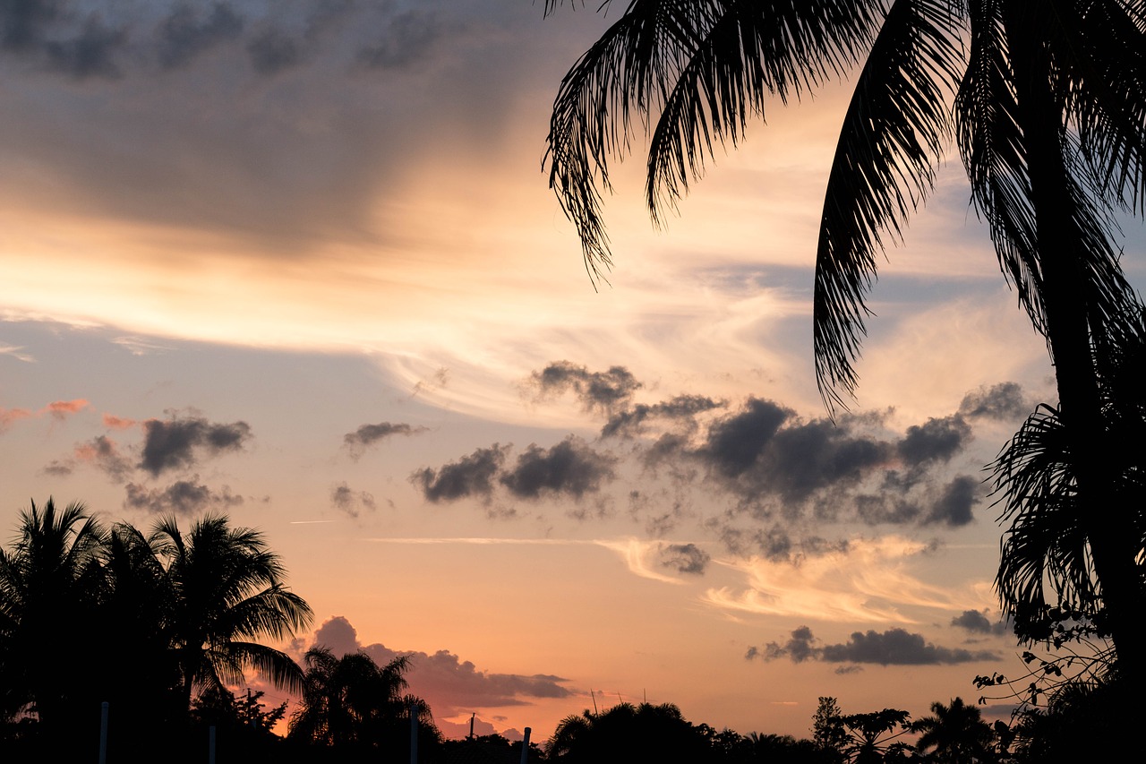 sunset palms clouds free photo