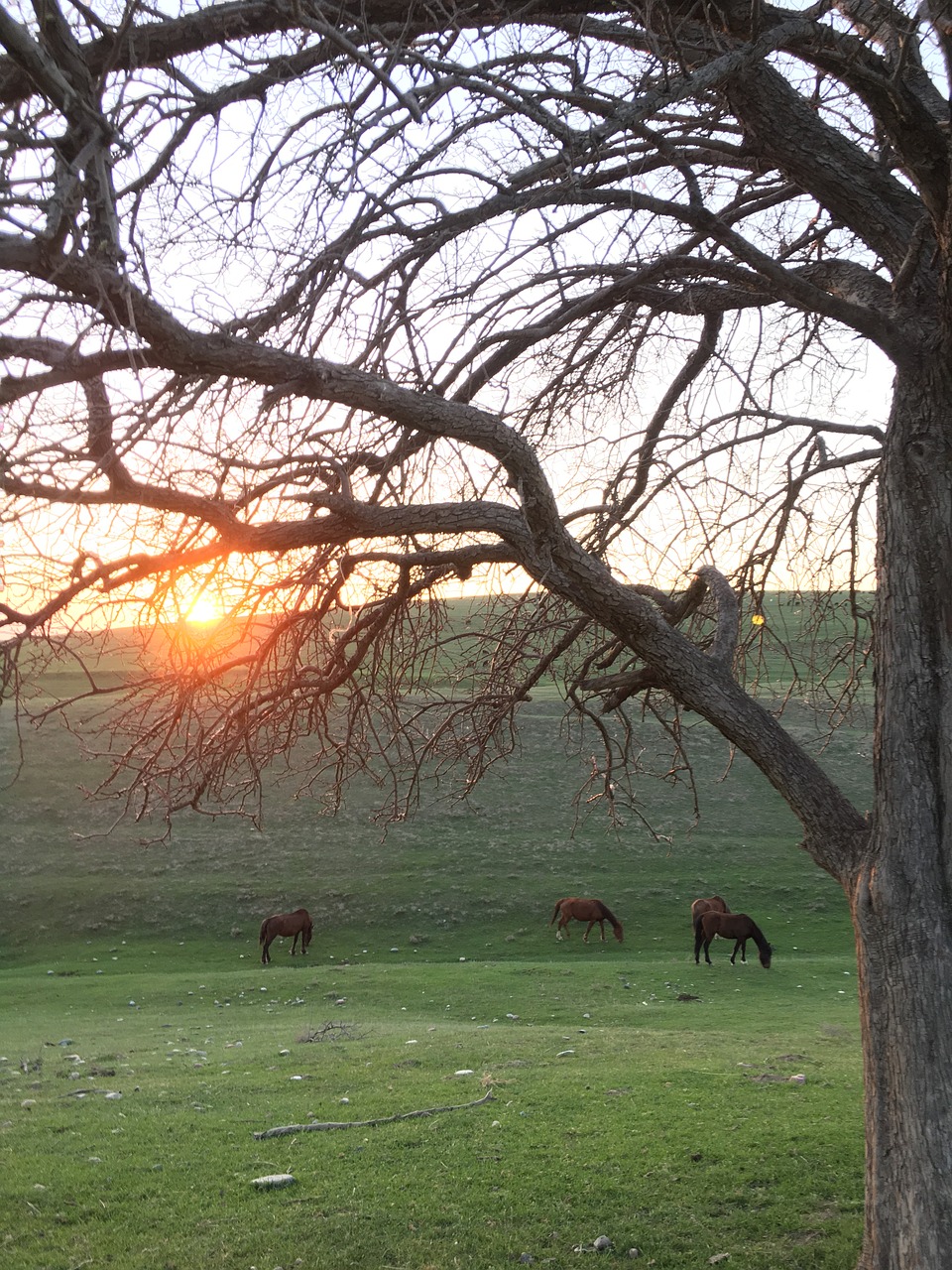 sunset tree landscape free photo