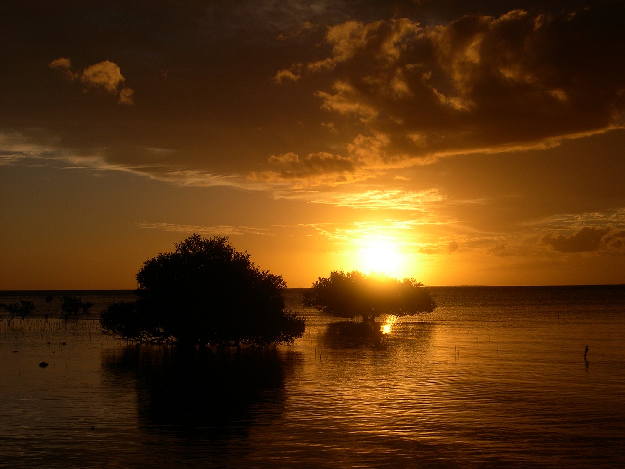 sunset trees sea free photo