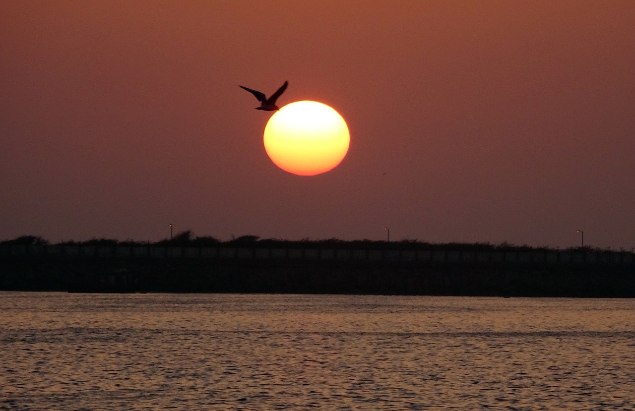 sunset bird gull free photo