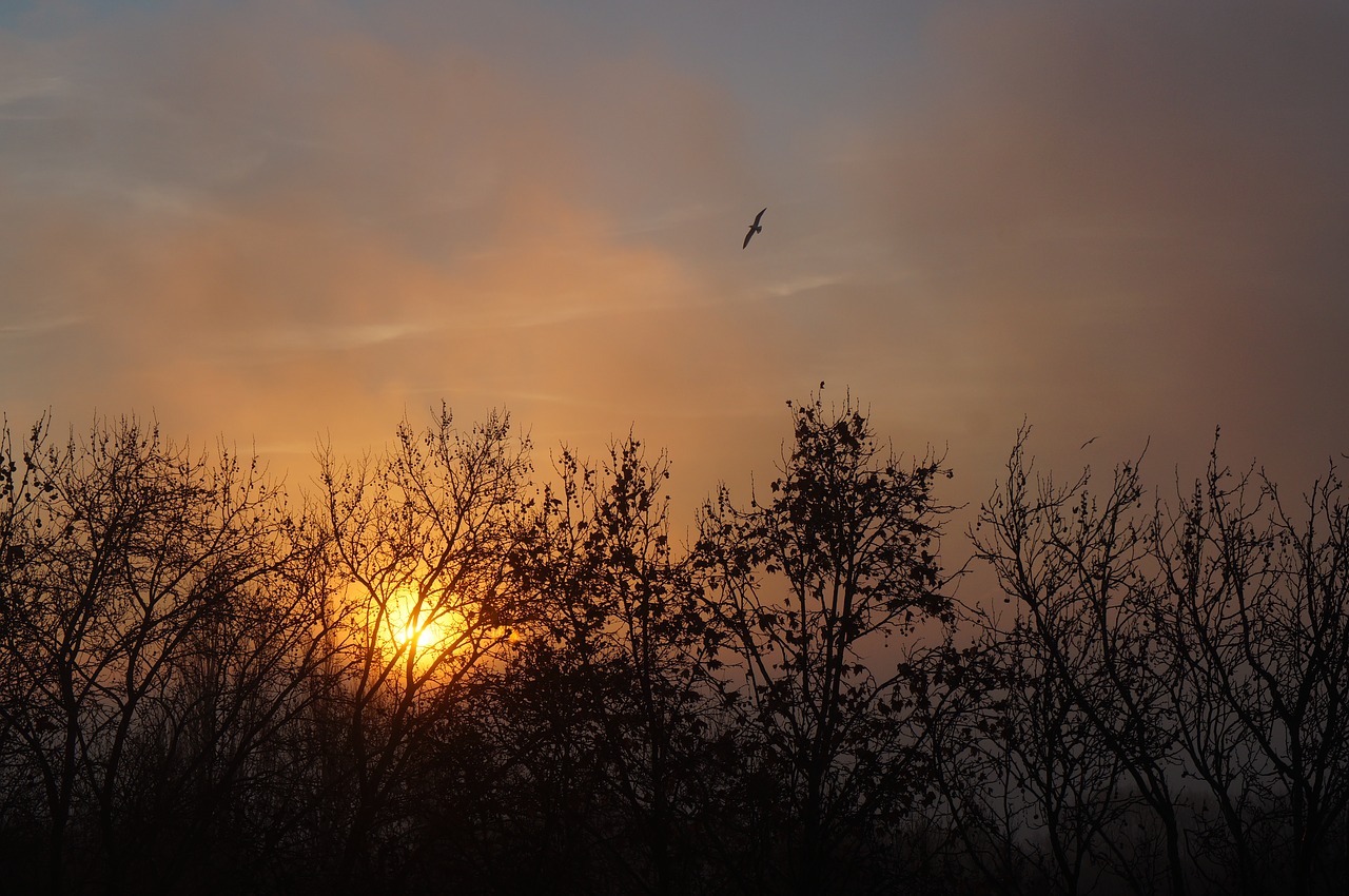 sunset sky timber free photo