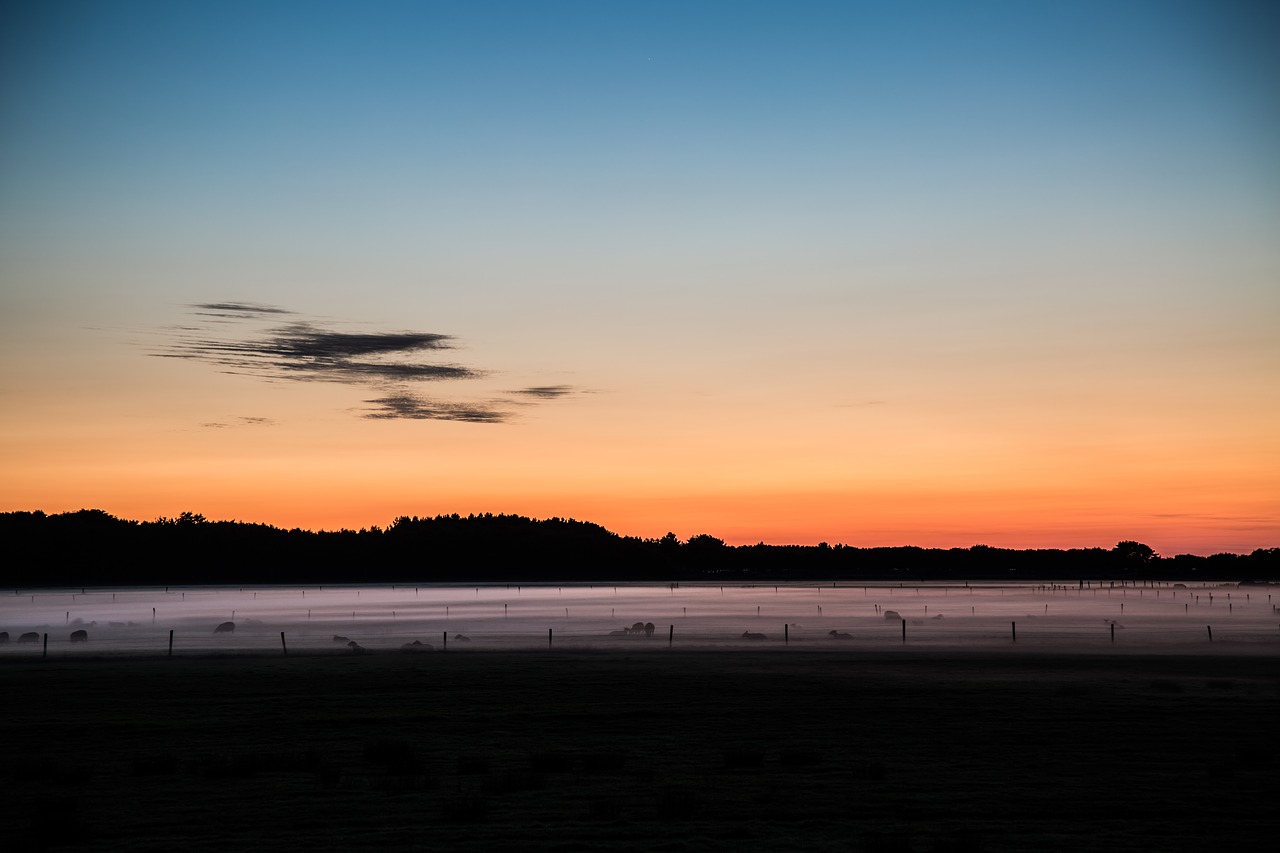 sunset meadow forest free photo