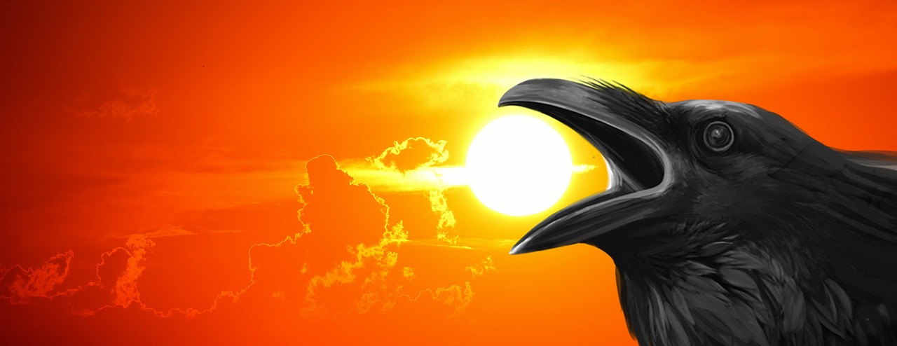 sunset raven crow free photo