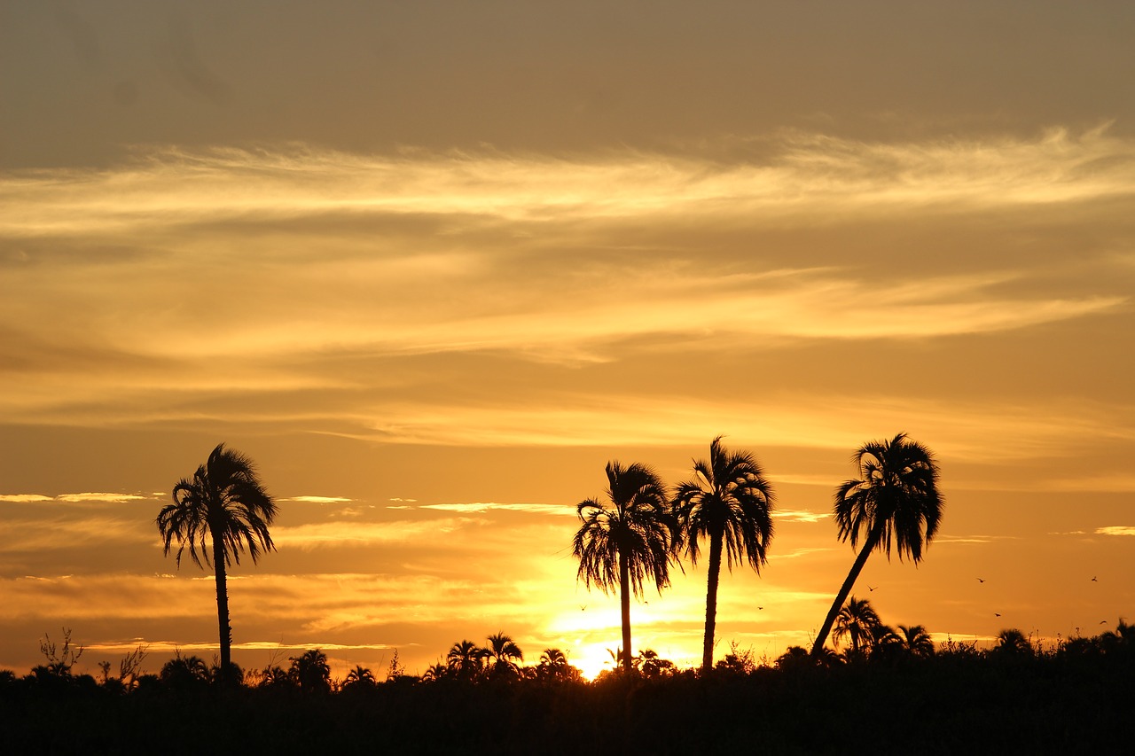 sunset palmar between rivers free photo