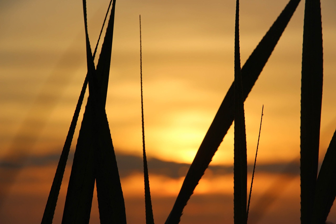 sunset sundown grass free photo