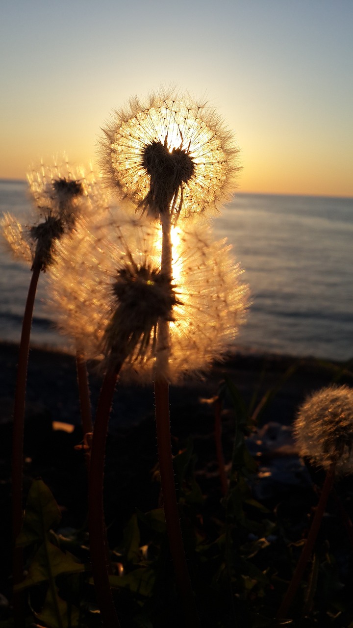 sunset flower leaves free photo