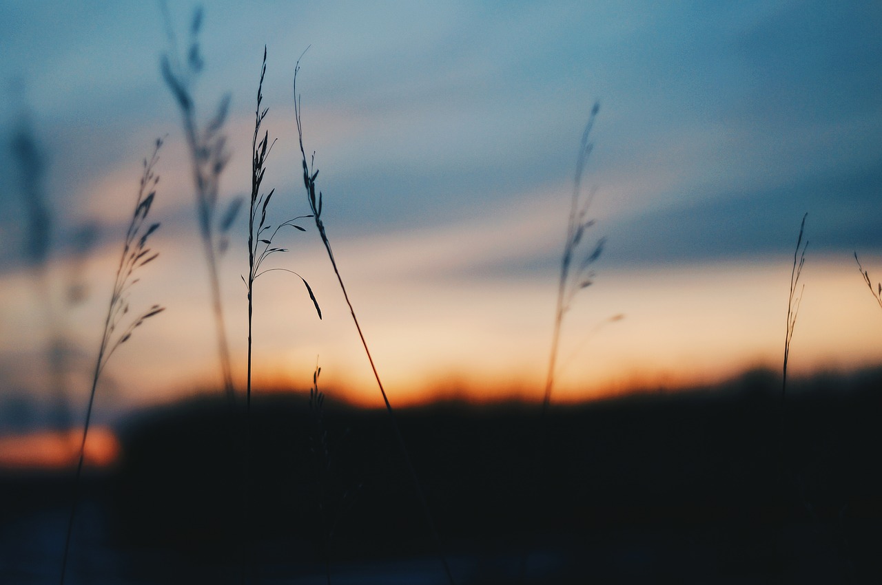 sunset grass spring free photo