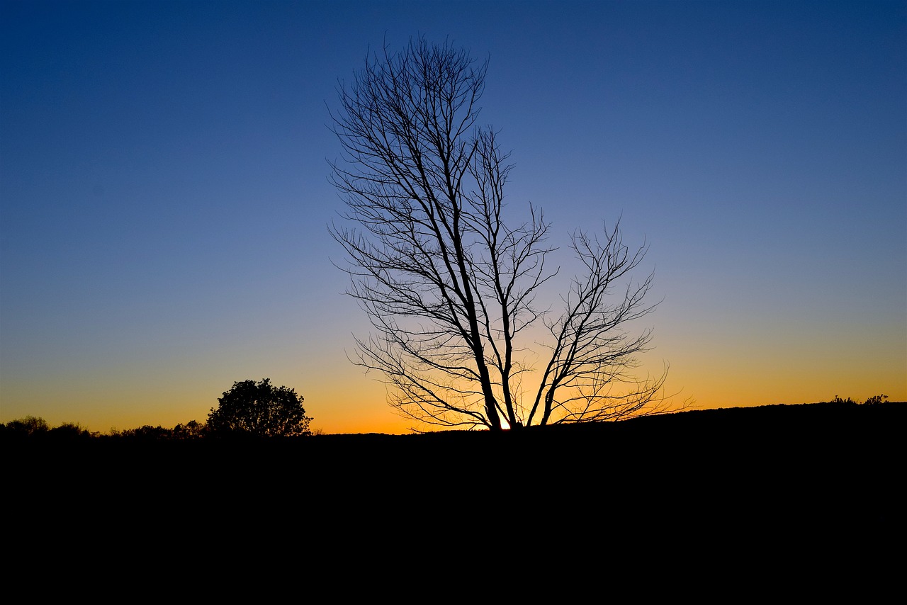 sunset tree silhouette free photo