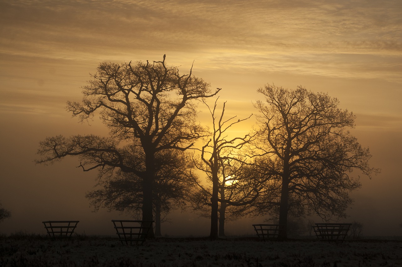 sunset tree silhouette free photo