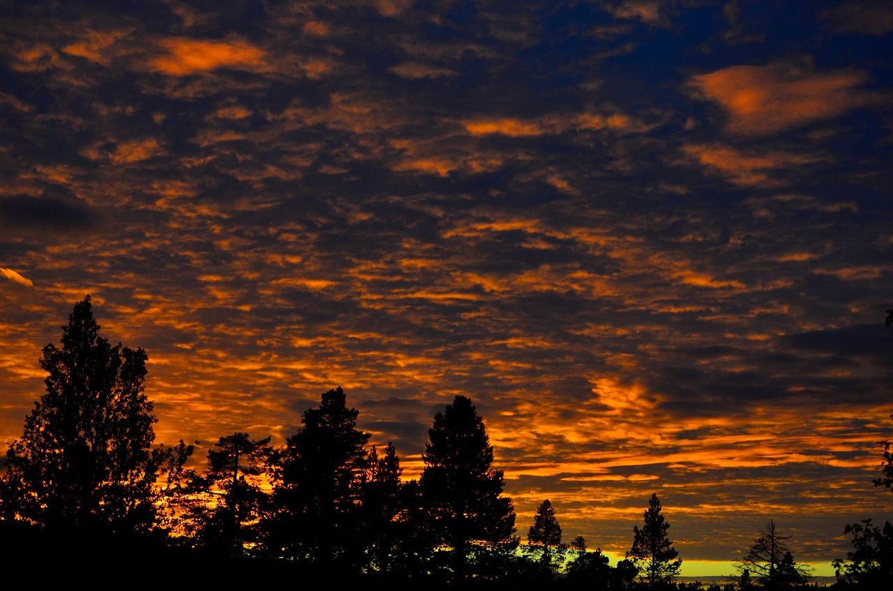 sunset sun forest free photo