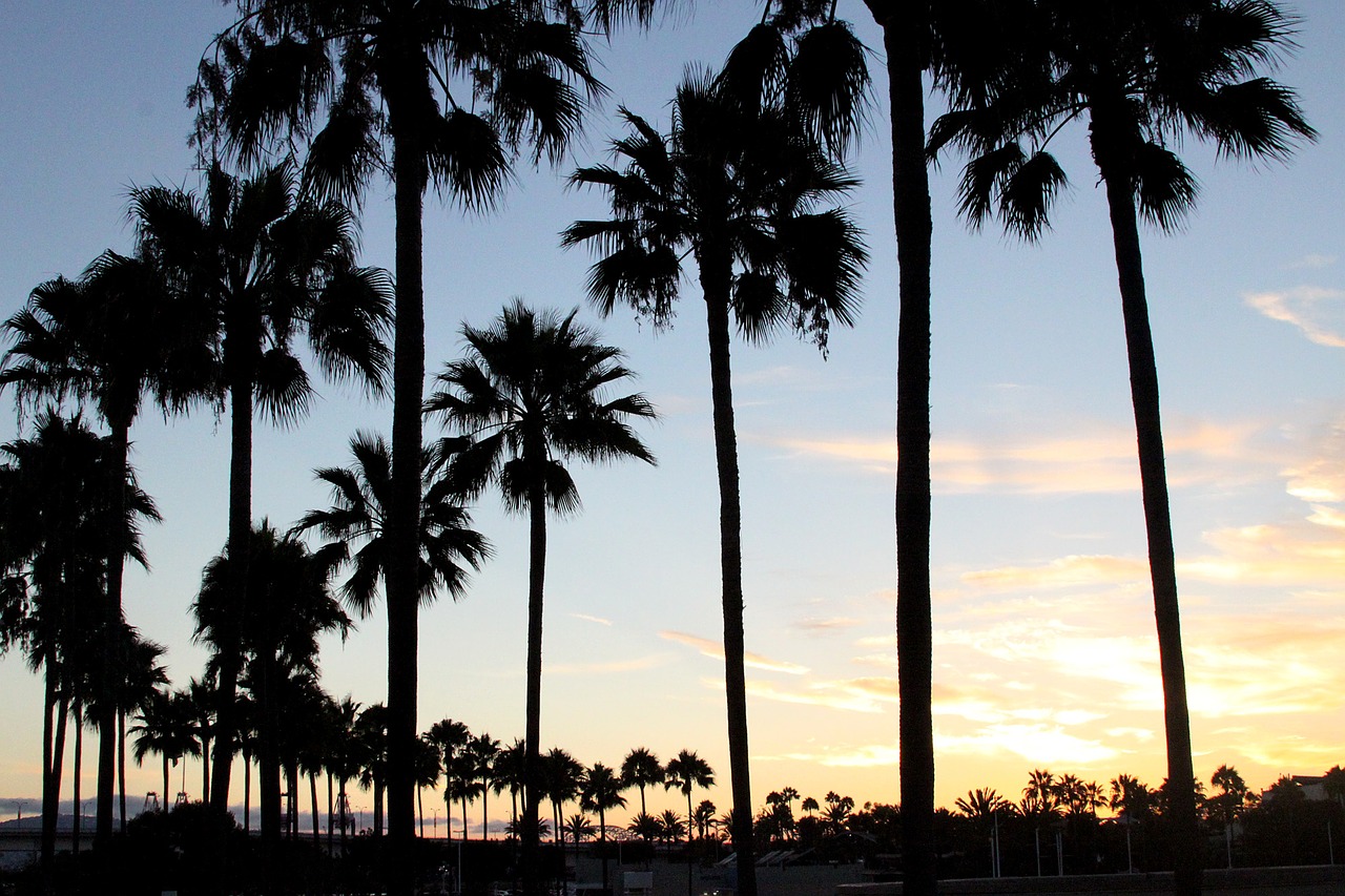 sunset palm trees california free photo
