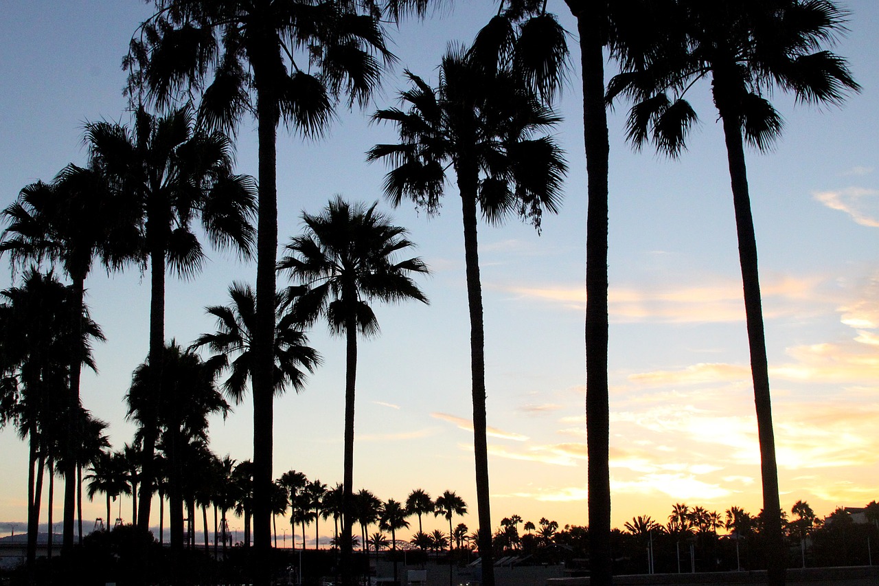 Download Sunset Palm Trees California Free Photo.