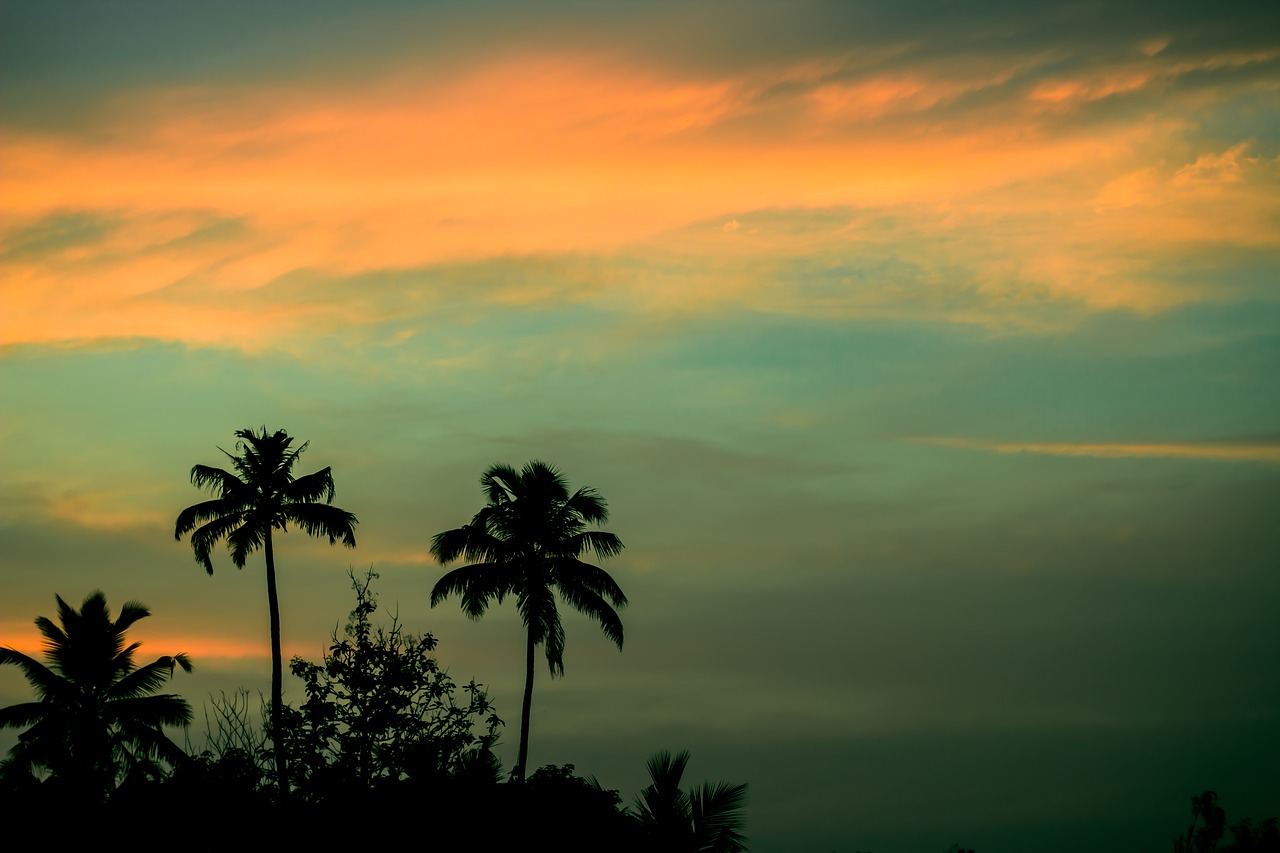 sunset palm trees coconuts free photo