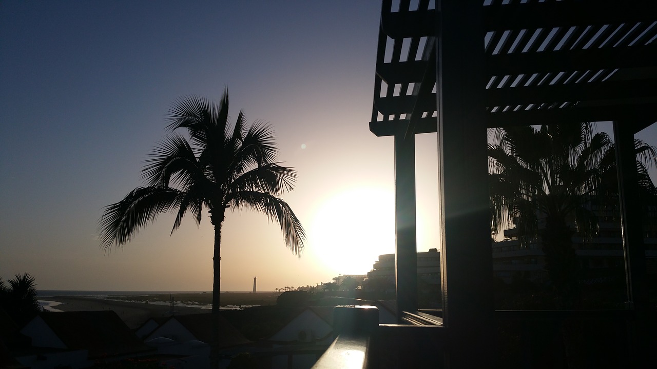 sunset fuerteventura palm free photo