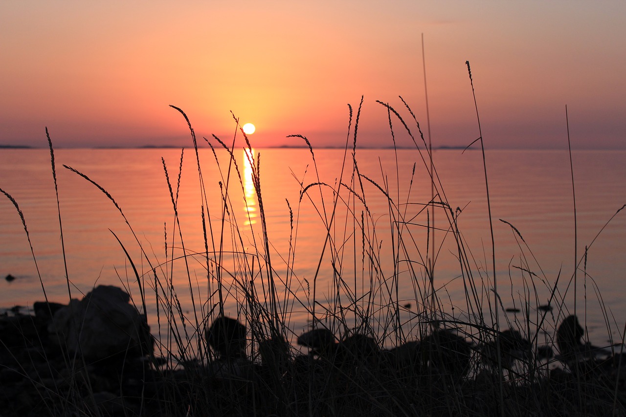 sunset sun blade of grass free photo