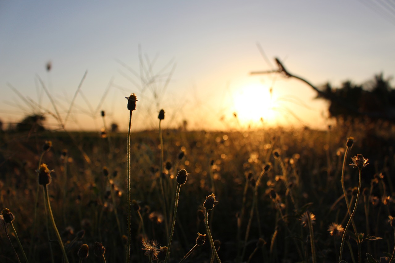 sunset suphanburi thailand free photo