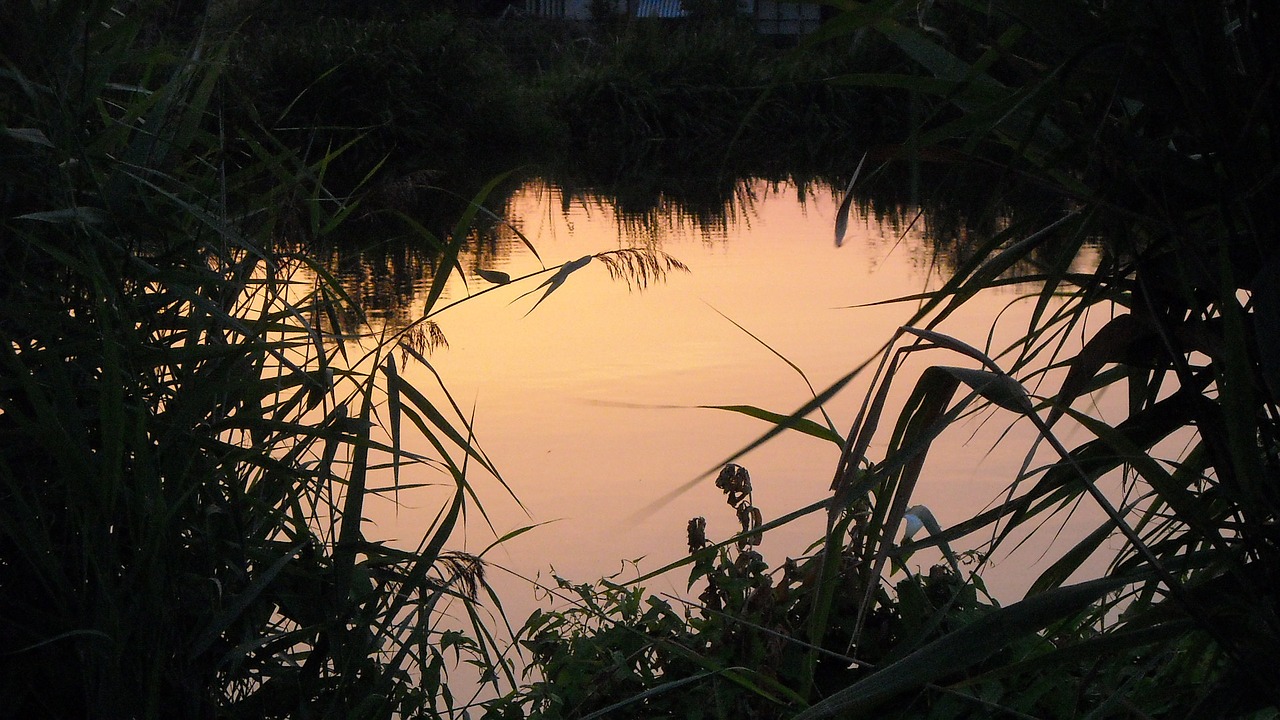 sunset green jonker free photo