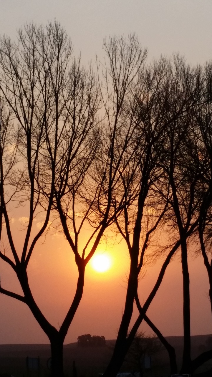 sunset nature tree free photo