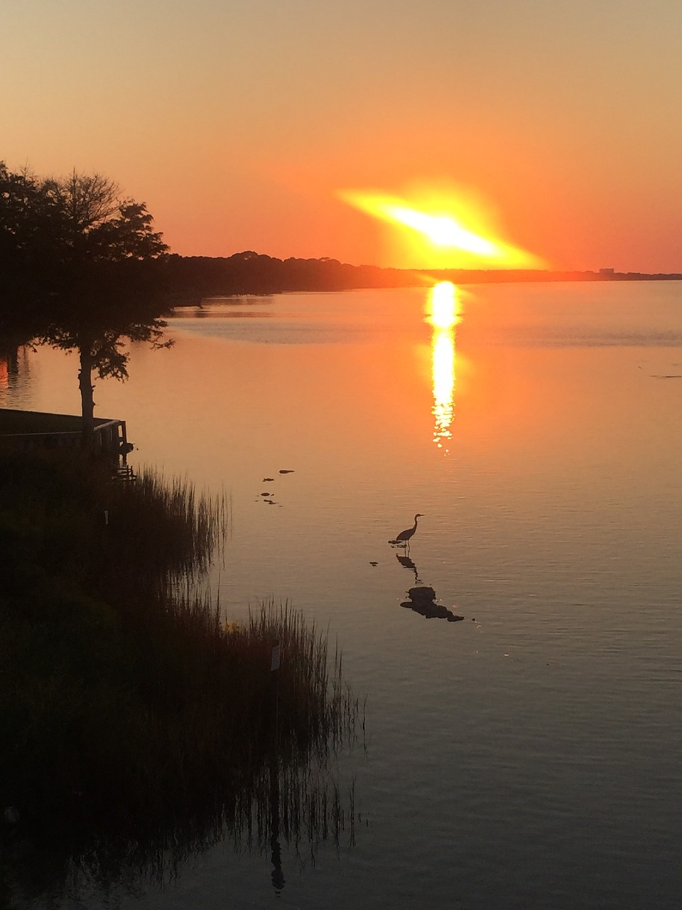 sunset bird nature free photo