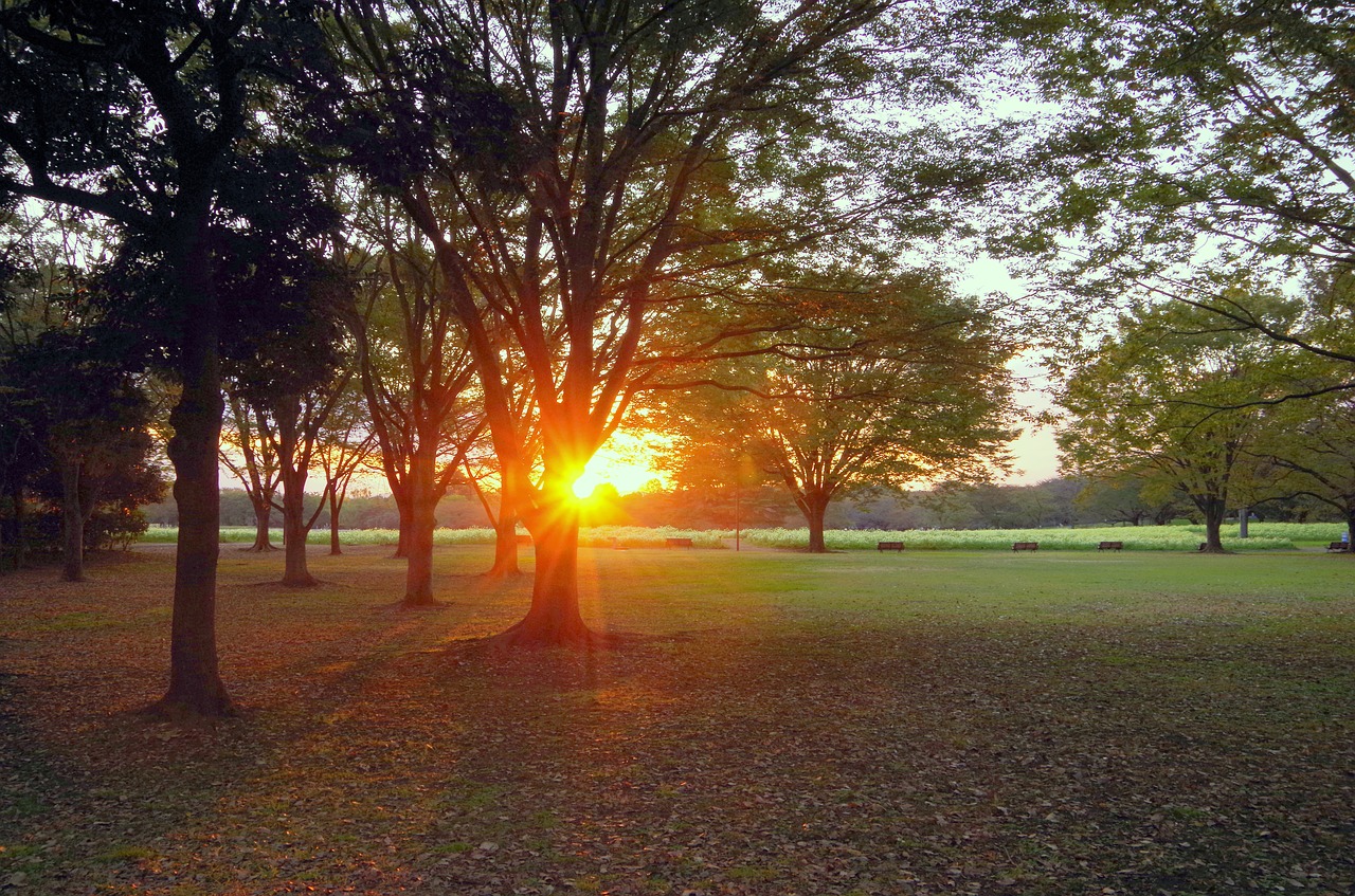 sunset japan park free photo