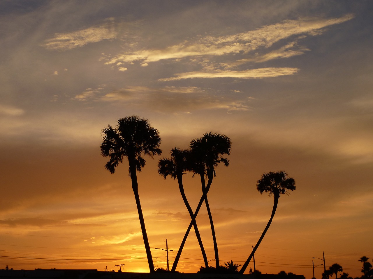 sunset palm trees sun free photo